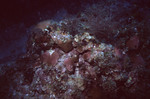 Reddish Coral at Great Blue Hole Diving Spot in Lighthouse Reef, Belize, A by John C. Ogden