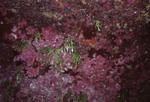 Foliage Hangs Off Wall in Great Blue Hole Dive Spot in Lighthouse Reef, Belize, B by John C. Ogden