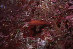 Red Hind Hides in Coral in Great Blue Hole Dive Spot, Lighthouse Reef, Belize by John C. Ogden