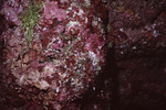 Reddish Coral at Great Blue Hole Diving Spot in Lighthouse Reef, Belize, B by John C. Ogden