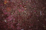 Reddish Coral at Great Blue Hole Diving Spot in Lighthouse Reef, Belize, C by John C. Ogden