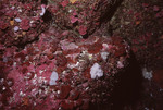 Reddish Coral at Great Blue Hole Diving Spot in Lighthouse Reef, Belize, D by John C. Ogden