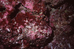 Reddish Coral at Great Blue Hole Diving Spot in Lighthouse Reef, Belize, E by John C. Ogden