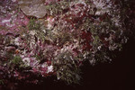 Foliage Hangs Off Wall in Great Blue Hole Dive Spot in Lighthouse Reef, Belize, C by John C. Ogden