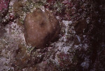 Round Pore Coral in Great Blue Hole Dive Spot in Lighthouse Reef, Belize by John C. Ogden