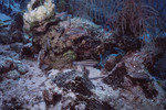 Striped Parrotfish in Great Blue Hole Dive Spot in Lighthouse Reef, Belize, A by John C. Ogden