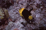 Rock Beauty Angelfish in Great Blue Hole Dive Spot in Lighthouse Reef, Belize by John C. Ogden