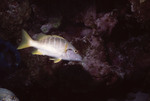 Schoolmaster Snapper in Great Blue Hole Dive Spot in Lighthouse Reef, Belize by John C. Ogden