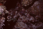 Fish Hides in Reddish Coral in Great Blue Hole Dive Spot, Lighthouse Reef, Belize by John C. Ogden