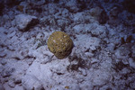 Yellow Brain Coral at Great Blue Hole Dive Spot in Lighthouse Reef, Belize by John C. Ogden