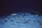 Striped Parrotfish in Great Blue Hole Dive Spot in Lighthouse Reef, Belize, B by John C. Ogden