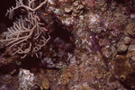 Coral Wall at Eagle Ray Wall Dive Site in Lighthouse Reef, Belize, A by John C. Ogden