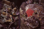 Coral Wall at Eagle Ray Wall Dive Site in Lighthouse Reef, Belize, B by John C. Ogden