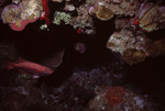 Glasseye Snapper in Eagle Ray Wall Dive Site in Lighthouse Reef, Belize by John C. Ogden