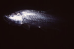 Tarpon at Eagle Ray Wall Dive Site in Lighthouse Reef, Belize by John C. Ogden