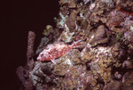 Red and White Speckled Fish at Eagle Ray Wall Dive Site in Lighthouse Reef, Belize by John C. Ogden