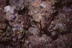 Spotted Spiny Lobster on Eagle Ray Wall in Lighthouse Reef, Belize by John C. Ogden