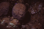 Moon Coral on Eagle Ray Wall in Lighthouse Reef, Belize by John C. Ogden