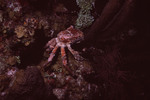 Crab in Eagle Ray Wall Dive Site in Lighthouse Reef, Belize by John C. Ogden