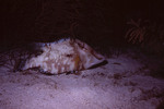 Hogfish at Night in Eagle Ray Wall Dive Site, Lighthouse Reef, Belize, A by John C. Ogden