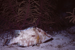 Hogfish at Night in Eagle Ray Wall Dive Site, Lighthouse Reef, Belize, B by John C. Ogden