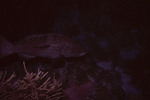 Red Fish in Eagle Ray Wall Dive Site at Night, Lighthouse Reef, Belize by John C. Ogden