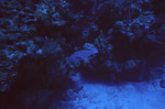 Black Grouper in Angel Landing, Half Moon Caye, Lighthouse Reef, Belize