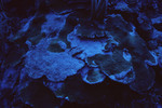 Plate Coral in Angel Landing, Half Moon Caye, Lighthouse Reef, Belize by John C. Ogden