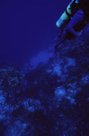 Diver Visits Angel Landing in Half Moon Caye, Lighthouse Reef, Belize, A by John C. Ogden