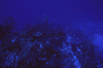 Barracuda in Angel Landing, Half Moon Caye, Lighthouse Reef, Belize