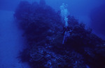 Diver Visits Angel Landing in Half Moon Caye, Lighthouse Reef, Belize, B by John C. Ogden