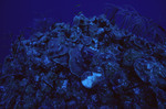 Fish Swim Around Plate Coral at Angel Landing, Half Moon Caye, Lighthouse Reef, Belize, A by John C. Ogden