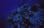 Fish Swim Around Plate Coral at Angel Landing, Half Moon Caye, Lighthouse Reef, Belize, B by John C. Ogden