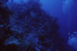 Diver Visits Angel Landing in Half Moon Caye, Lighthouse Reef, Belize, D by John C. Ogden