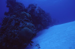 Porous Coral on Angel Landing in Half Moon Caye, Lighthouse Reef, Belize by John C. Ogden