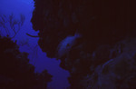 Tiger Grouper at Angel Landing in Half Moon Caye, Lighthouse Reef, Belize by John C. Ogden