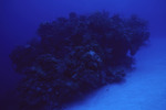 Coral Mound at Angel Landing in Half Moon Caye, Lighthouse Reef, Belize, A by John C. Ogden