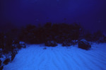 Fish Swim Around Coral Mound at Angel Landing, Half Moon Caye, Lighthouse Reef, Belize by John C. Ogden