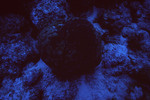 Round Coral on Chain Wall in Lighthouse Reef, Belize, A by John C. Ogden