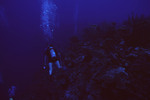 Diver Observes Chain Wall in Lighthouse Reef, Belize by John C. Ogden