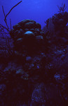 Chain Wall in Lighthouse Reef, Belize, C