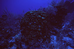 Chain Wall in Lighthouse Reef, Belize, D