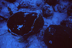 Round Coral on Chain Wall in Lighthouse Reef, Belize, B by John C. Ogden