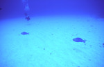 Diver Observes Two Fish at Chain Wall Site in Lighthouse Reef, Belize by John C. Ogden