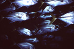 School of Horse-Eye Jack Fish Under Boat in Belize, A by John C. Ogden