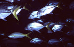 School of Horse-Eye Jack Fish Under Boat in Belize, B by John C. Ogden