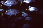 School of Horse-Eye Jack Fish Under Boat in Belize, C by John C. Ogden