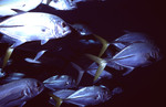 School of Horse-Eye Jack Fish Under Boat in Belize, D by John C. Ogden