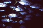 School of Horse-Eye Jack Fish Under Boat in Belize, E by John C. Ogden