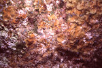 Coral Mound in Quebrada Dive Site West of Long Caye, Belize, A by John C. Ogden